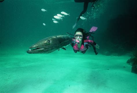  Biting Fish:  A Deep Dive into the Fascinating Life of the Barracuda