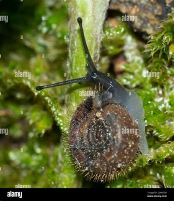  Filmmaker Fouette Ciliata:  Discover Its Tiny Tentacles That Dance With Delicious Bacteria!