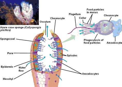  Grantia: Tìm hiểu về loài bọt biển đơn giản với bộ khung xương hoàn toàn từ spicule silic!