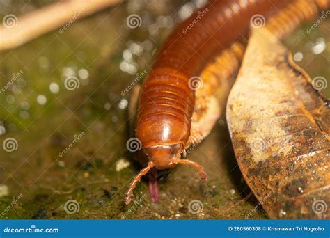  Millipede:  The Miniature Tank That Crawls Through Fallen Leaves!