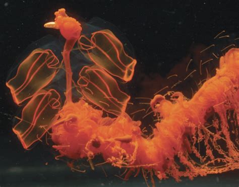  Siphonophore! A Mesmerizing Colony Of Tentacled Wonders