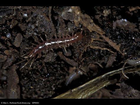  Uhligodoriscus! This Curious Centipede Crawls Through Leaf Litter And Thrives On Decaying Plant Matter