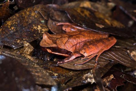  Whitworthius Flukes: Those Sneaky Masters of Amphibian Disguise