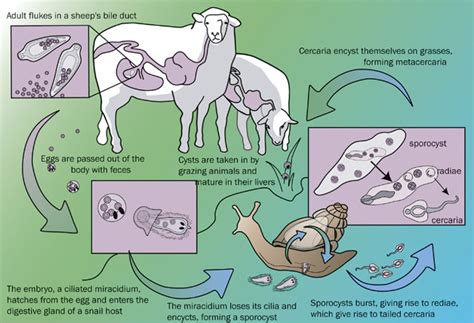  Withelmiella! A Trematode With an Unconventional Lifestyle, Navigating its Way Through Multiple Hosts