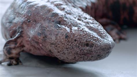  Japanese Giant Salamander: This Ancient Amphibian Is a Slimy Mastermind with Powerful Jaws and an Appetite for Anything That Moves!