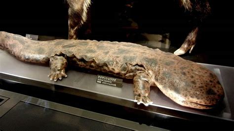  Giáp xác Japaneses Giant Salamander: Những con quái vật nước ngọt khổng lồ với nụ cười bí ẩn!