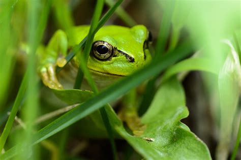  Japanese Tree Frog:  A Tiny Amphibian With Enormous Leaping Capabilities!