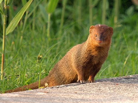  Mangoose!  A Small Mammal With an Aggressive Personality That'll Surprise You