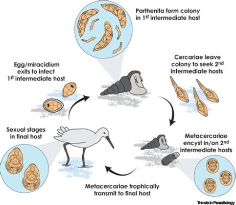  Paramonostomum!  A Tiny Trematode That Thrives In Freshwater Environments And Has A Fascinating Lifecycle