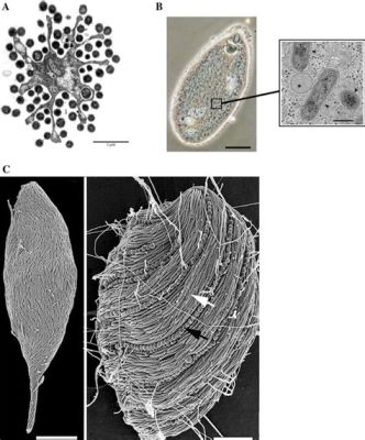  Streblomastix: A Single-Celled Whirlwind Embracing Ancient Motility Mechanisms!