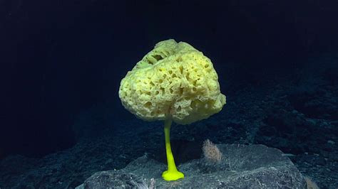  Uneovenia:  A Sponge That Looks Like It Came Straight From a Surrealist Painting!