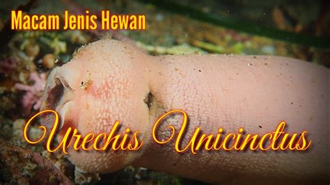  Urechis Unicinctus: A Deep-Diving Noodle That Thrives on Mud!