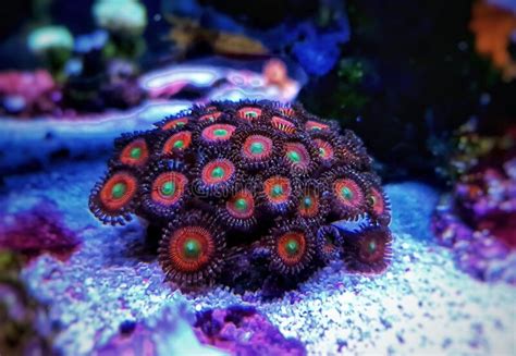  Zoanthids: Những Con Bạch Hạt Biển Lấp Lánh Có Khả Năng Sinh Sản Qua Sự Phân Chia của Thân!